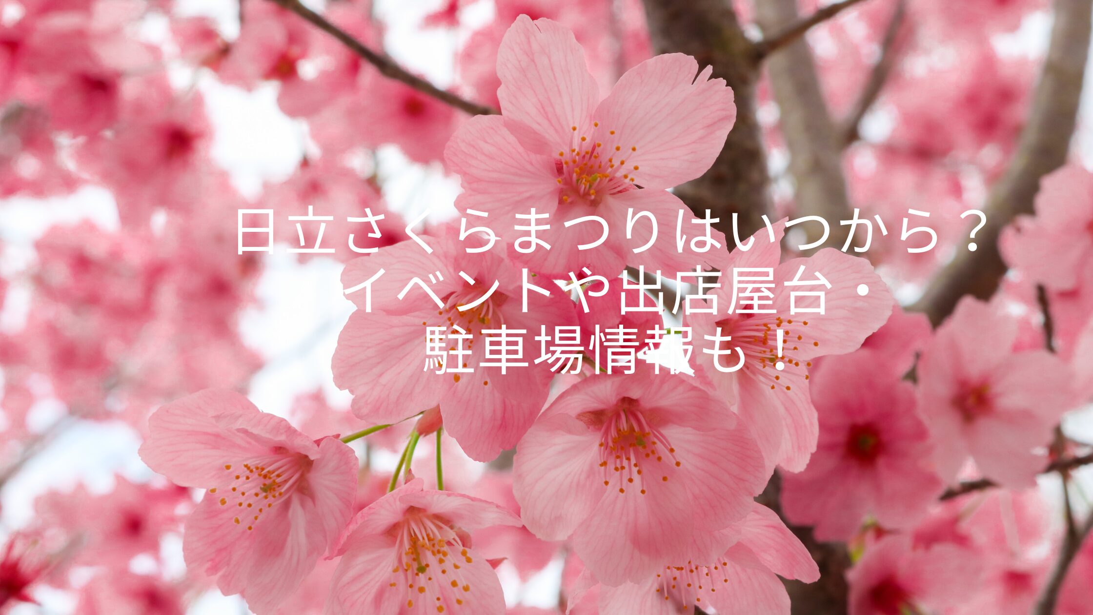 日立さくらまつり2025はいつから？イベントや出店屋台・駐車場情報も！ | なないろ通信